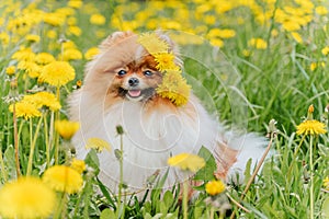 A beautiful fluffy dog Ã¢â¬â¹Ã¢â¬â¹sits among flowers with a wreath on his head and smiles.